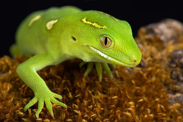 Auckland Green Gecko Naultinus Elegans Species Gecko Found Only Northern — Stock Photo, Image