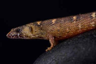 Tropidophurus scincus siyah arka plan üzerine