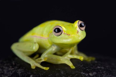 Polkadot treefrog siyah arka plan üzerine
