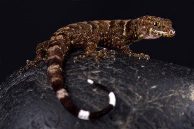 Gonatodes concinnatus siyah arka plan üzerine