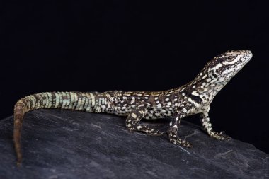 Rock Whorltail Iguana siyah arka plan üzerine