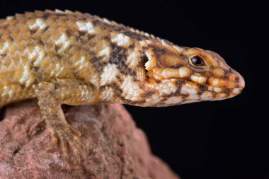 Egernia hosmeri siyah arka plan üzerine