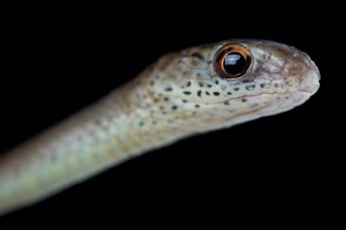 Psammophis phillipsi siyah arka plan üzerine