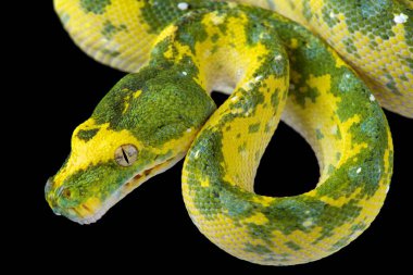 Siyah arka plan üzerine Kuzey yeşil ağaç python
