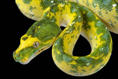 Northern green tree python on black background clipart
