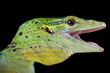 emerald tree monitor on black background clipart