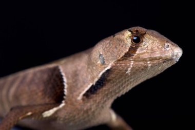 Siyah arka plan üzerine Batı yaprak kertenkele