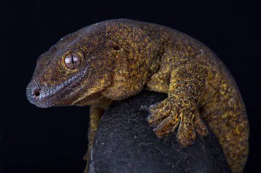 Siyah arka plan üzerine dev bronz gecko