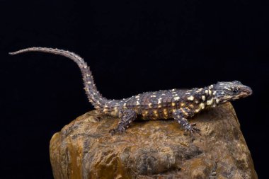 Siyah arka plan üzerine Zoutpansberg Girdled kertenkele