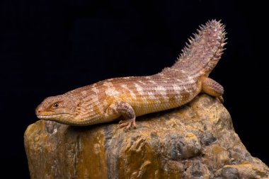 Western Spiny kuyruklu Skink siyah arka plan üzerine