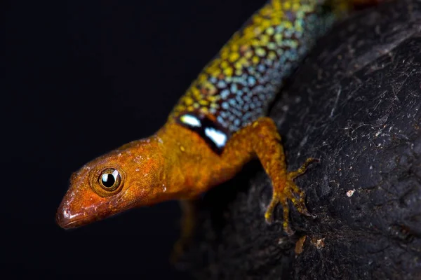 Gonatodes Concinnatus Černém Pozadí — Stock fotografie