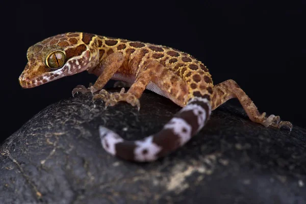 Cyrtodactylus Peguensis Fekete Háttér — Stock Fotó