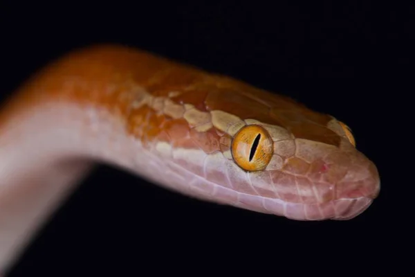 Brown House Snake Black Background — Stock Photo, Image