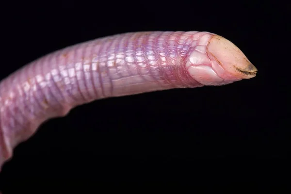 Wedgesnouted Worm Lizard Black Background — Stock Photo, Image