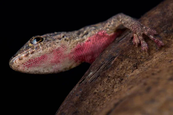 Krasnolud Angulate Gecko Czarnym Tle — Zdjęcie stockowe
