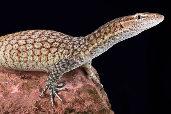 Freckled Monitor Black Background — Stock Photo, Image