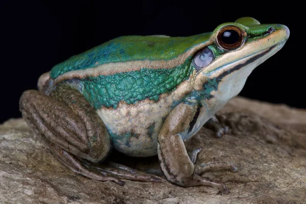 Common Green Frog Black Background — Stock Photo, Image