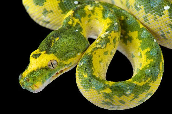 黒い背景に北部の緑木 Python — ストック写真