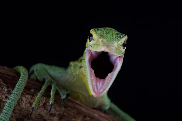 Emerald Tree Monitor Black Background — Stock Photo, Image