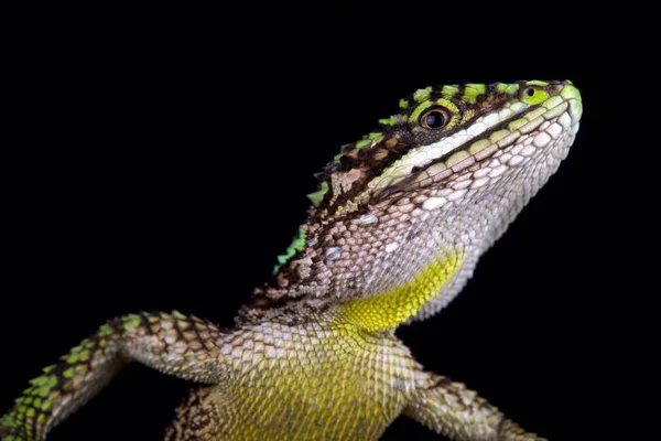 Chinesischer Baumdrache Auf Schwarzem Hintergrund — Stockfoto