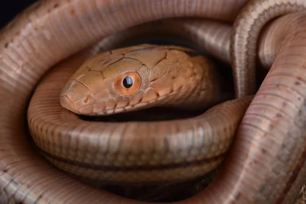 Perto Rei Rato Cobra Elaphe Carinata — Fotografia de Stock