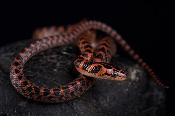 黑色背景上的带状红蛇 — 图库照片