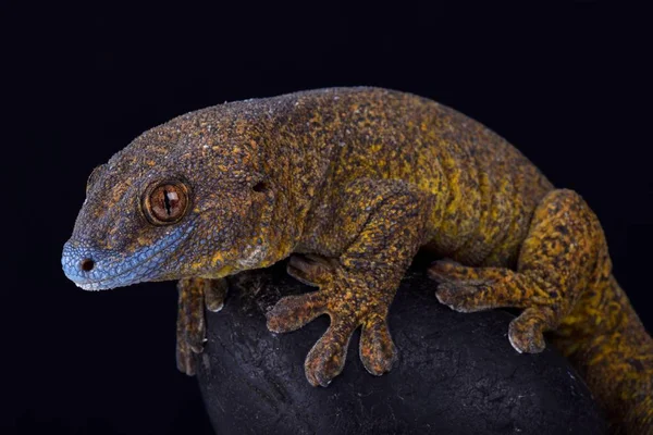 Obří Bronzová Gecko Černém Pozadí — Stock fotografie