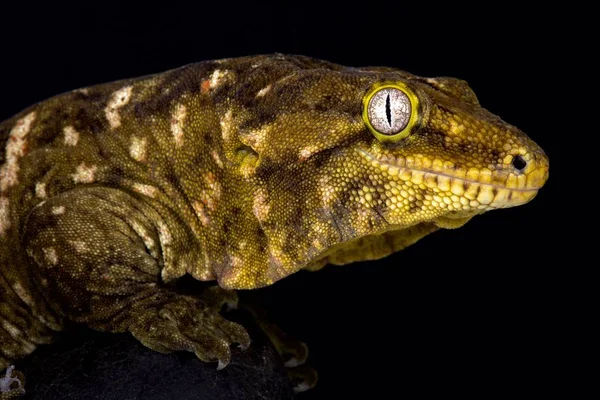 Нової Каледонії Гігантських Gecko Чорному Фоні — стокове фото
