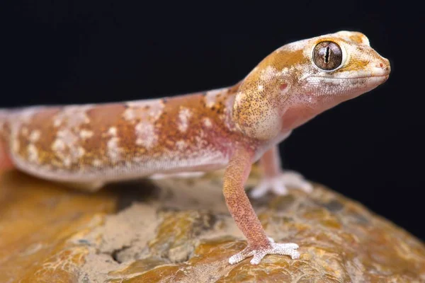 Kwarc Gecko Czarnym Tle — Zdjęcie stockowe