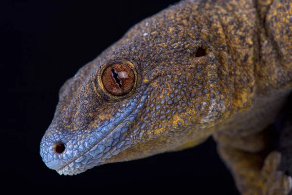 Γιγαντιαίο Μπρούτζινο Gecko Μαύρο Φόντο — Φωτογραφία Αρχείου