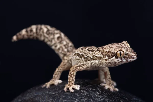 Manchado Dedo Grueso Gecko Sobre Fondo Negro —  Fotos de Stock