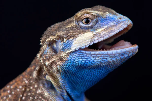 Agama Queue Bouclée Sur Fond Noir — Photo