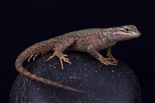 Sceloporus Jarrovii Sfondo Nero — Foto Stock