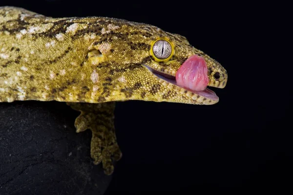 New Caledonian giant gecko on black background — Stock Image New Caledonian Giant Gecko Black Background Royalty Free Stock Images