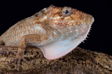 Gran Piedro dev anole siyah arka plan üzerine