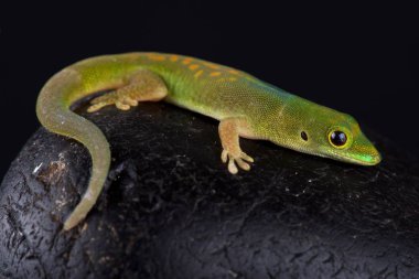 Pasteur'ın gün gecko siyah arka plan üzerine