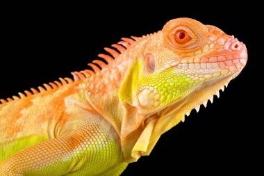 Siyah zemin üzerine koyu kırmızı albino Iguana