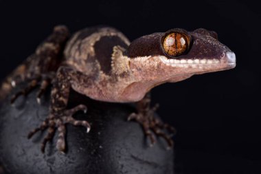 Papua giant banded gecko on black background clipart