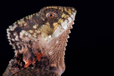 Siyah arka plan üzerine miğferli Iguana