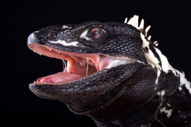 Siyah arka plan üzerine Meksika dikenli kuyruklu Iguana