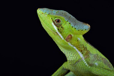 Doğu casquehead iguana siyah arka plan üzerine 