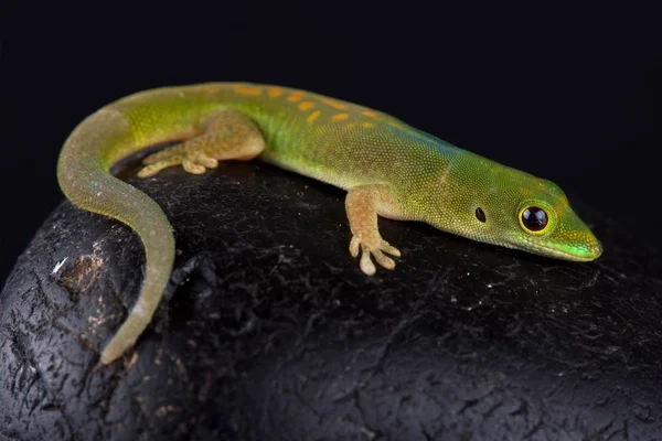 Gecko Del Día Pasteur Sobre Fondo Negro —  Fotos de Stock