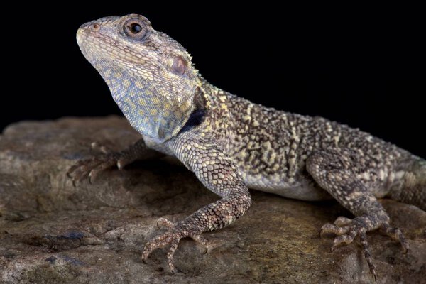 Black-necked agama on black background