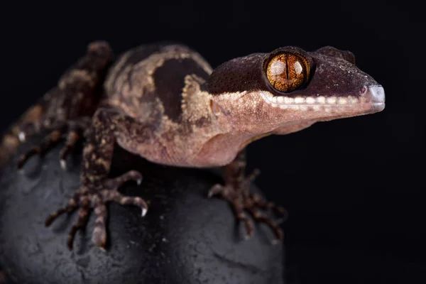 Papua Giant Gecko Banded Czarnym Tle — Zdjęcie stockowe