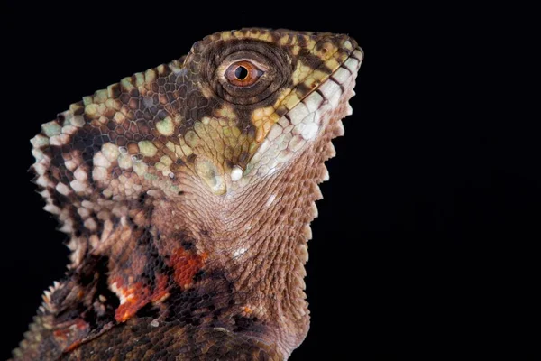 Iguana Casco Sfondo Nero — Foto Stock