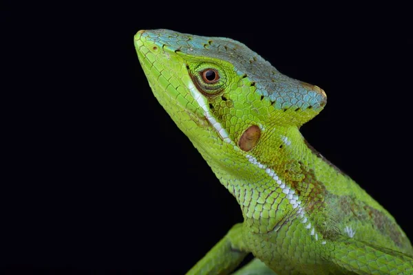 Eastern Casquehead Iguana Black Background — Stock Photo, Image