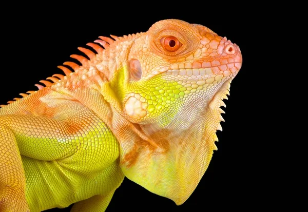 Crimson Albino Iguana Czarnym Tle — Zdjęcie stockowe