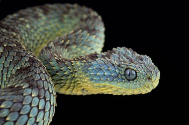 Koyu arka plan üzerinde Bush viper, yakın çekim  