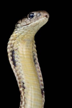 Mindanao King cobra on dark background, close-up   clipart