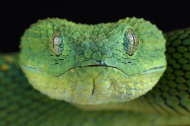 koyu arka plan üzerinde yeşil batı afrika çalı viper, yakın çekim   
